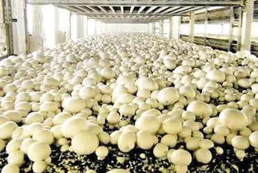 What Indoor Agtech Can Learn from Mushroom Farming