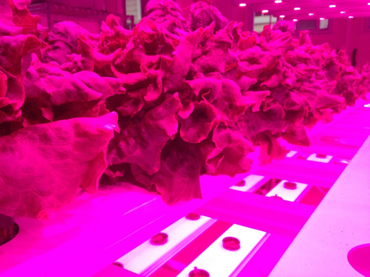 Ten strategic areas for indoor farming growth: recognition, metrics, investment, jobs, models, diversity, sustainability, training, research, economic ecosystems
