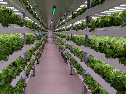 Indoor farming in New Jersey: AeroFarms, Bowery Farming, and Element Farms leading the way in year-round crop cultivation.