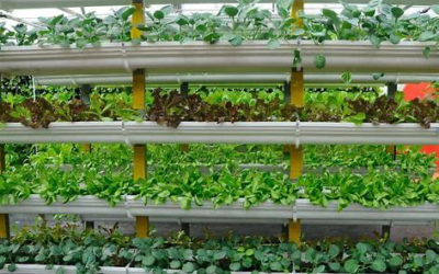 Vertical Farming in New Jersey