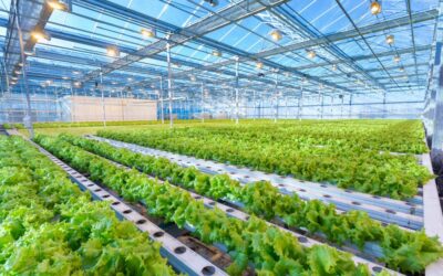 Seed World:  Can Indoor Farming Feed the World?