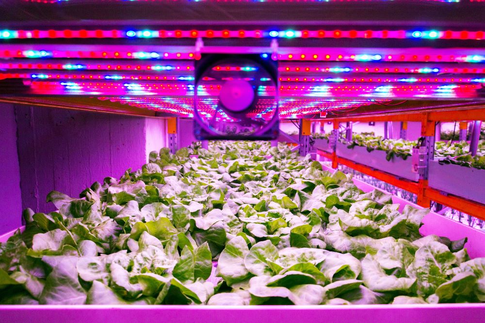 Dr. Eric W Stein discusses the financial challenges of indoor farming, including the high cost of lighting and energy usage.