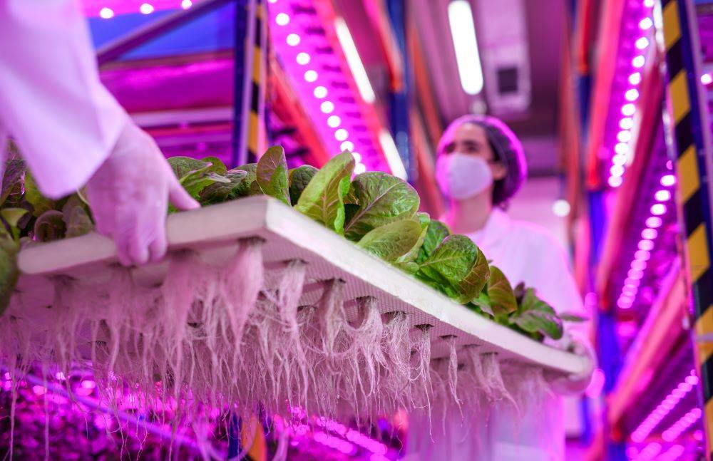 Bloomberg News: Venture Capital’s AI-Run Lettuce Farms Start to Go Bust